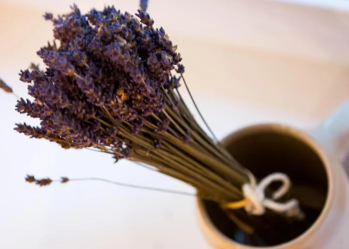 Ivanita * Bratislava